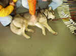 hund1.jpg (90542 Byte)