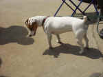 hund1.jpg (68769 Byte)